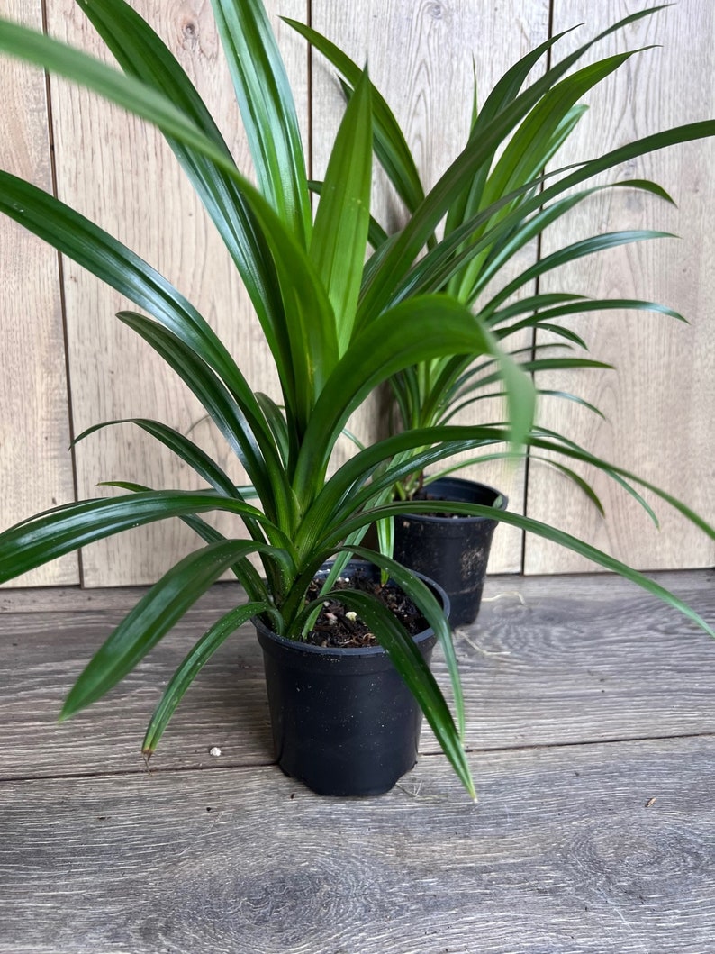 Pandan Plant in 4" Pot | Aromatic Pandanus | Culinary Herb for Cooking | Pandanus amaryllifolius