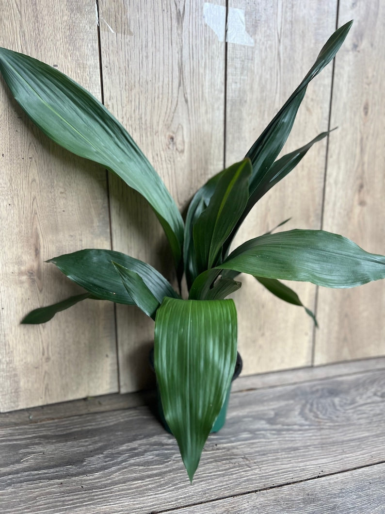 Cast Iron Plant 6" Pot Aspidistra elatior Low Light Indoor Outdoor Drought Tolerant Green Foliage Houseplant