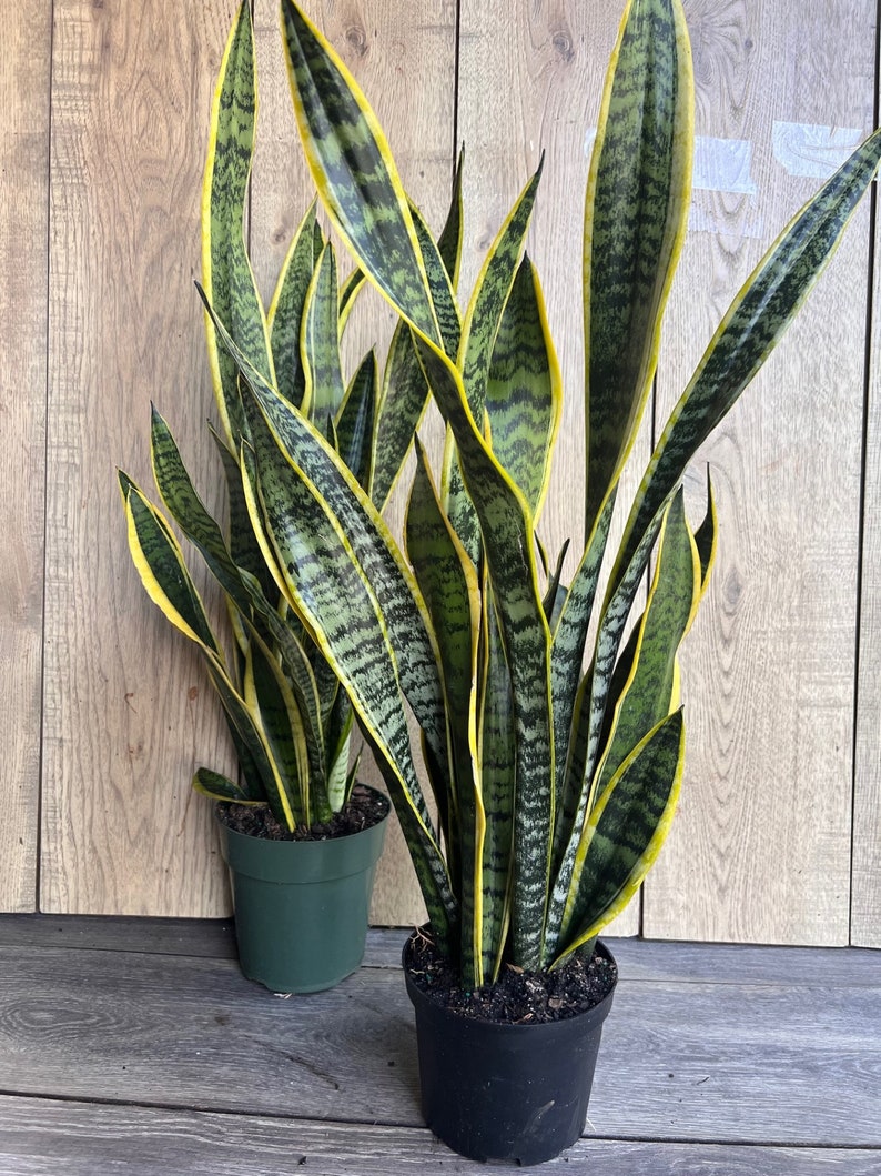 Sansevieria Trifasciata Laurentii Snake Plant in 4" Pot – Indoor Air Purifier, Easy Care Succulent for Home Decor
