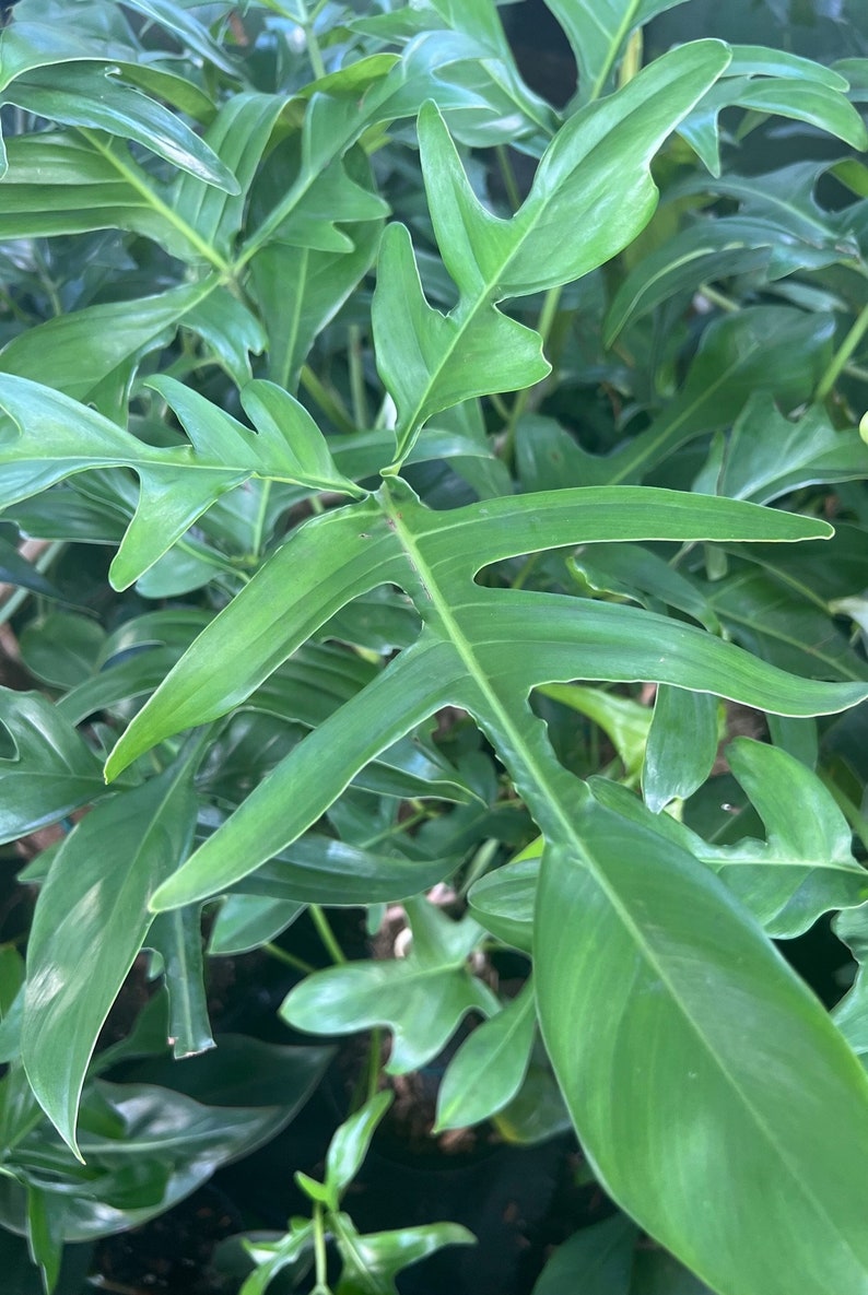 Philodendron Pedatum Glad Hands Plant in 4" Pot – Oak Leaf Foliage with Red Stems – Indoor Houseplant, Easy Care Foliage Plant