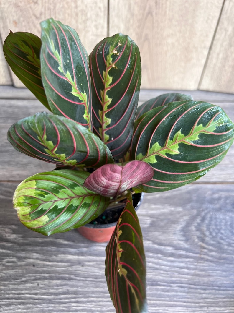 Red Maranta Plant in 4-Inch Pot, Herringbone Prayer Plant, Maranta leuconeura Indoor Foliage