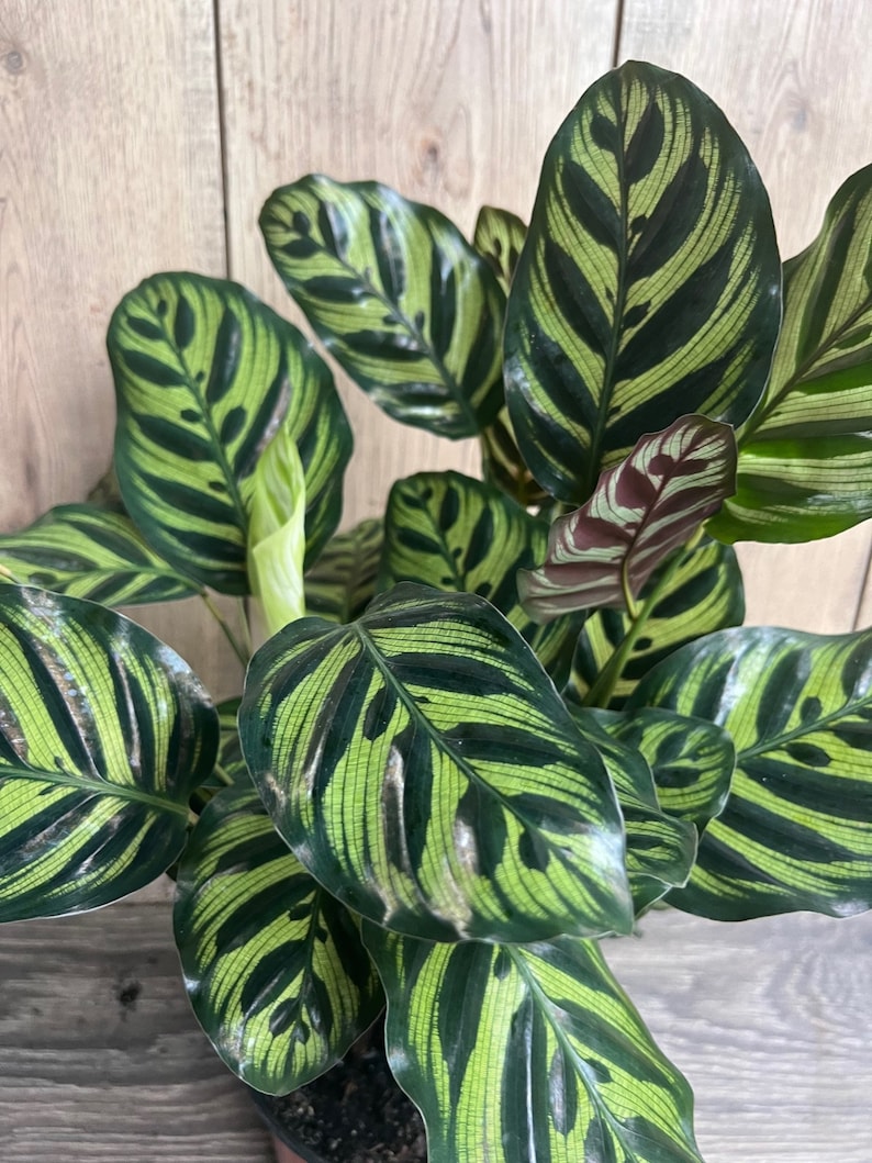 Calathea Makoyana Peacock Plant 6-Inch Indoor Houseplant, Non-Toxic to Pets, Lush Green Leaves, Maranta Family