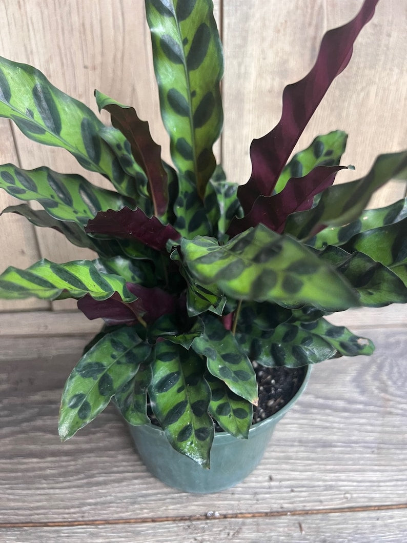 Rattlesnake Plant in 6" Pot | Calathea lancifolia Indoor Houseplant | Pet-Friendly, Decorative Foliage
