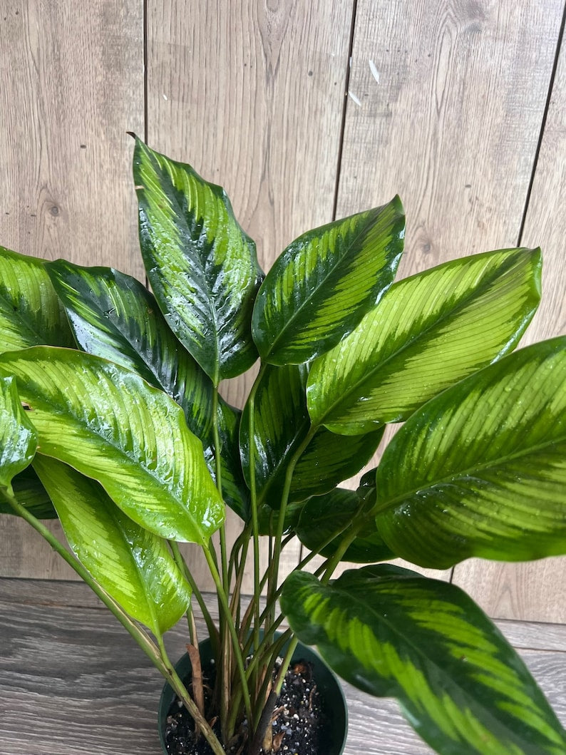 Calathea Beauty Star Plant - 6" Pot - Ornamental Prayer Plant with Striped Foliage - Calathea ornata Indoor Houseplant