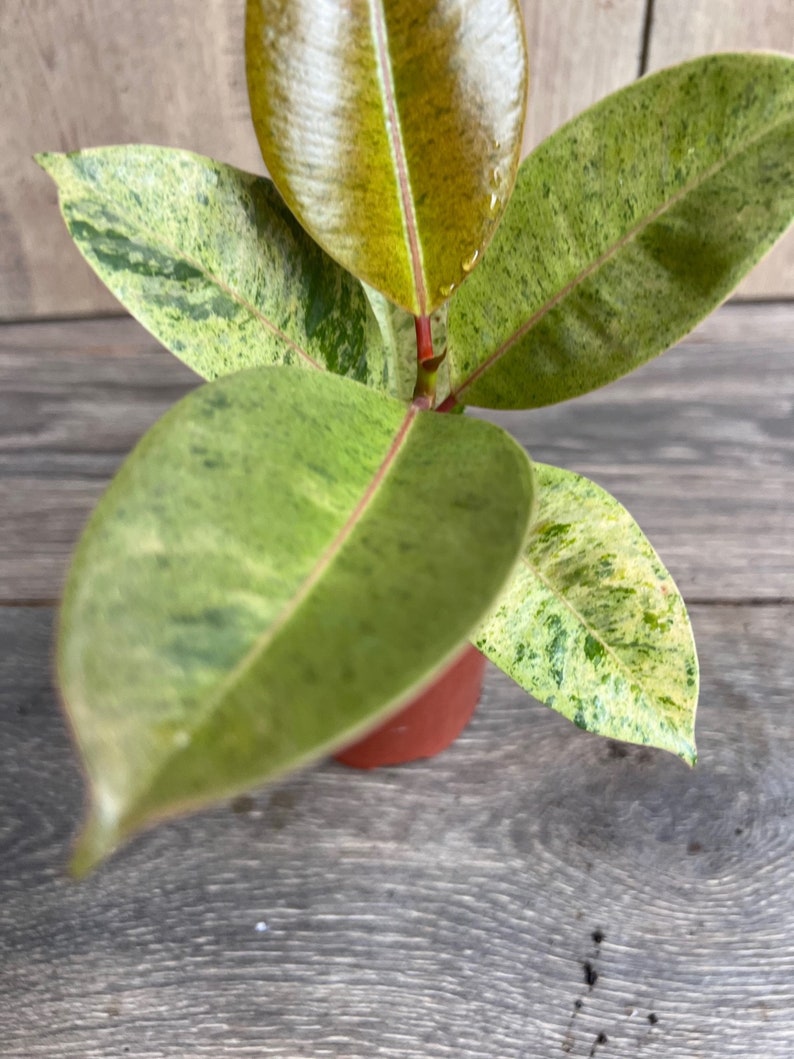 Ficus Shivereana Variegated 4" Potted Plant - Indoor Lime Green Leaves, Ficus lyrata Rare Houseplant