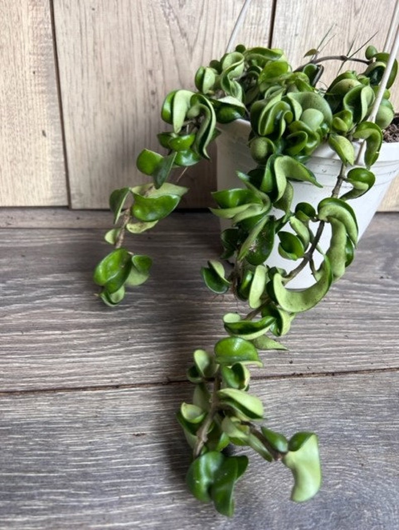 Hoya Hindu Rope Plant in 6" Pot | Hoya carnosa compacta | Curly Leaves, Indoor Hanging Succulent