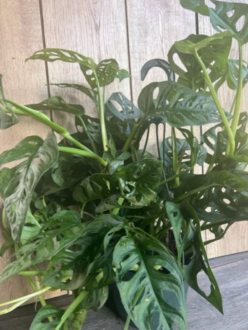 Monstera Adansonii Plant in 8" Pot – Swiss Cheese Vine Indoor Houseplant, Tropical, Unique Split Leaves