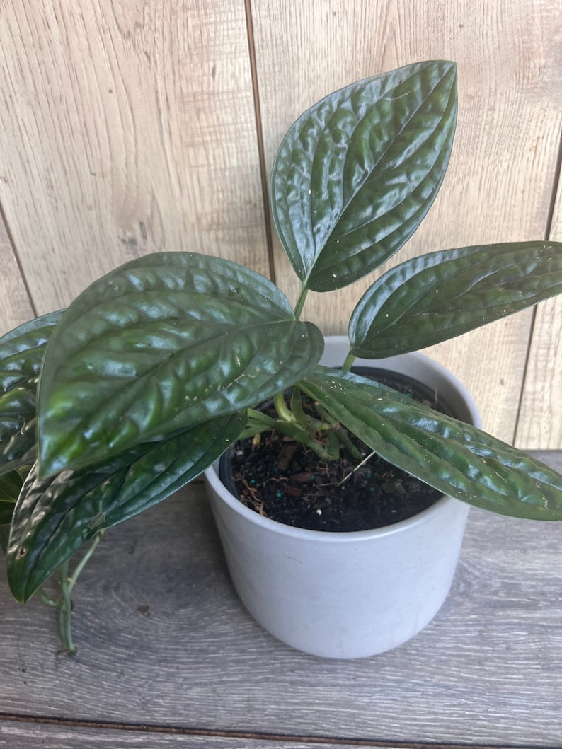 Monstera Peru House Plant in 6" Pot | Rare Monstera Karstenianum with Textured Green Leaves for Indoor Decor