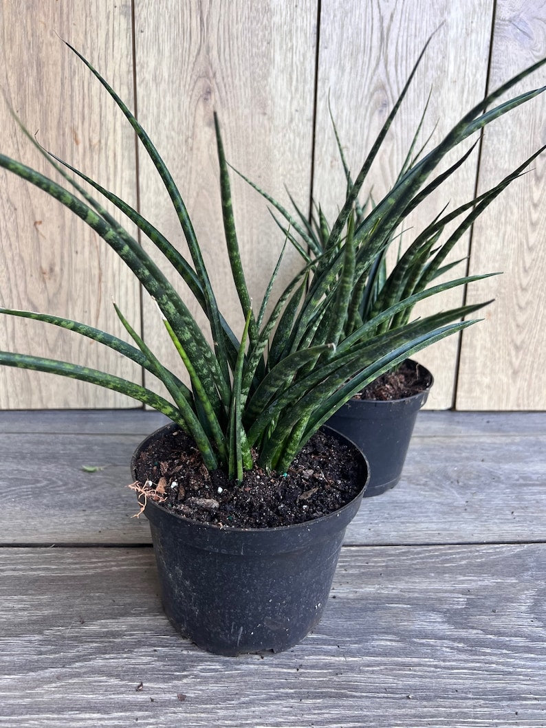 Sansevieria Fernwood Mikado 6" Pot - Air Purifying Snake Plant - Indoor Houseplant - Easy Care Sansevieria trifasciata