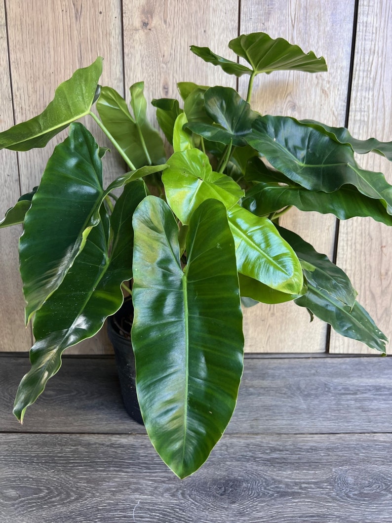 Philodendron Burle Marx Plant in 6" Pot – Heart-Shaped Glossy Leaves Indoor Aroid Houseplant