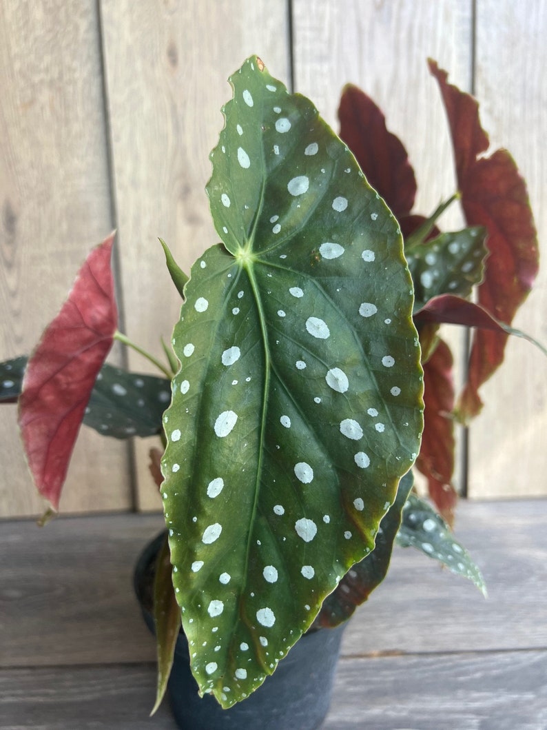 Begonia Maculata 6" Pot, Polka Dot Begonia, Spotted Angel Wing Indoor Houseplant, Rare Tropical Plant
