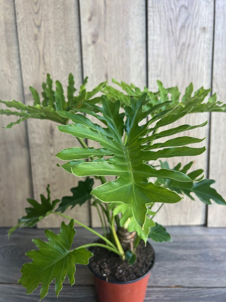 Philodendron Lickety Split 6" Pot – Tropical Houseplant with Slender Leaves, Philodendron hastatum