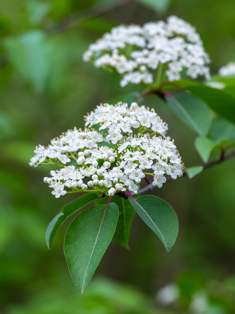 Black Haw Viburnum Plant 4-Inch Container Viburnum prunifolium White Flowers Bird Attracting Shrub Zones 3-9