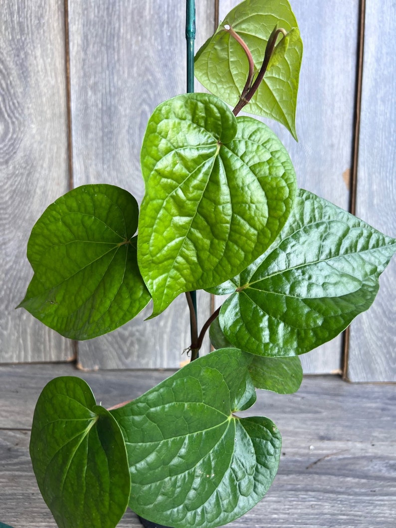Betel Leaf Plant in 4" Pot, Piper Betel, Edible Vine for Traditional Remedies & Culinary Use