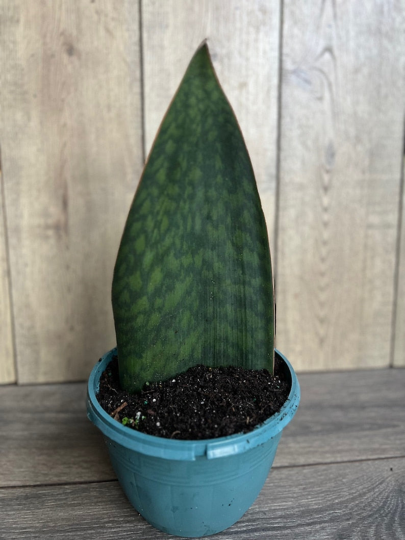 Sansevieria Whale Fin Snake Plant in 8" Pot – Sansevieria masoniana Indoor Air Purifying Houseplant