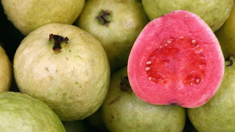 Guava Plant in 6" Pot, Pink Guava Tree, Psidium guajava, Tropical Fruit for Home Garden, Container Gardening