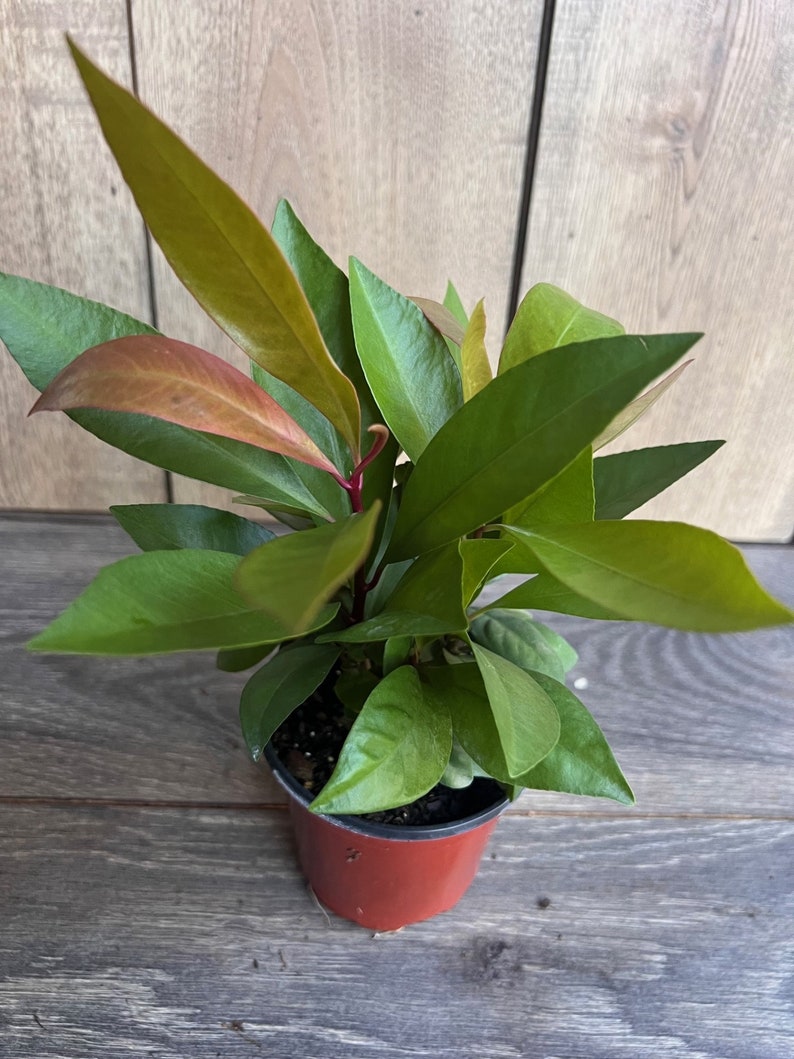 Ardisia Humilis House Plant in 4" Pot, Uncommon Indoor Shrub with Green Foliage, Bright Space Decor, Ardisia humilis