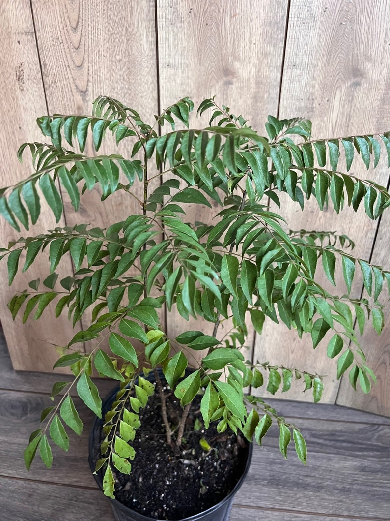 Curry Leaf Plant in 10" Pot - Murraya Koenigii - Aromatic Culinary Herb for Indoor & Outdoor Gardening