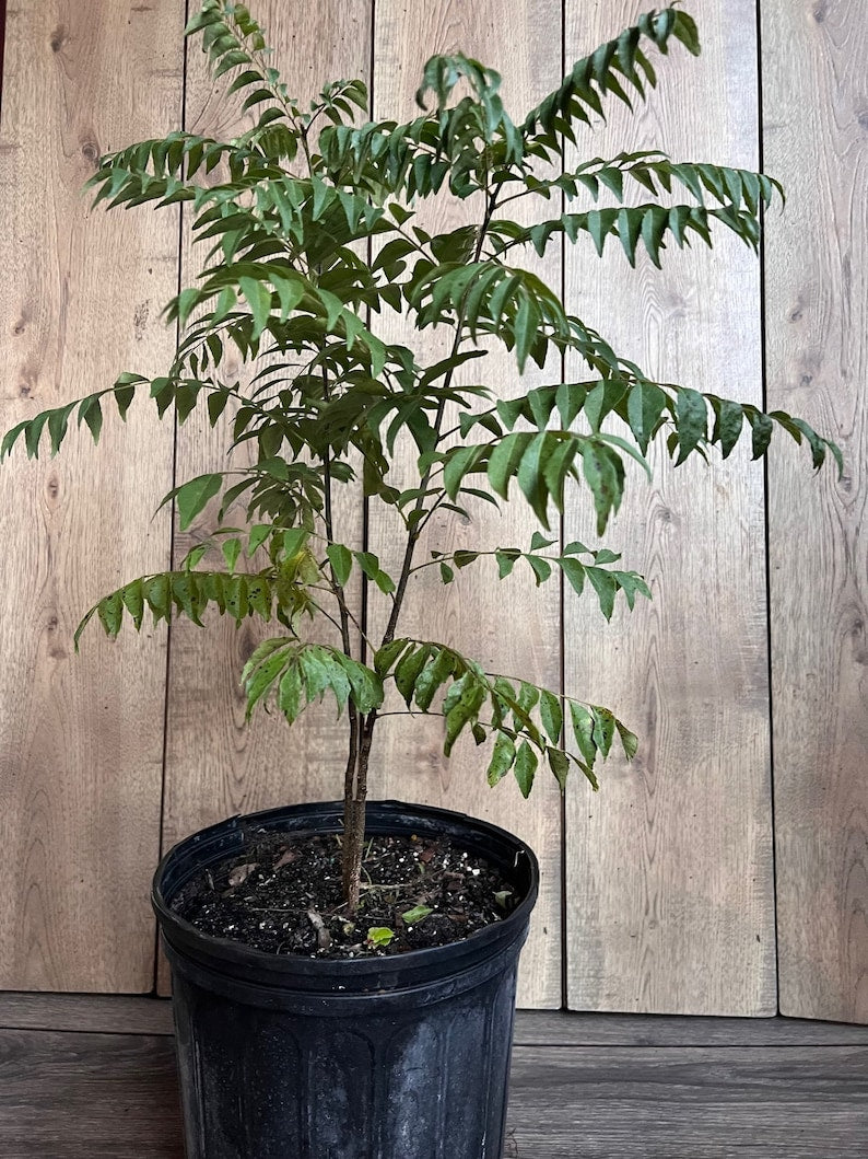 Curry Leaf Plant in 10" Pot | Murraya Koenigii | Aromatic Herb for Cooking | Evergreen Culinary Herb