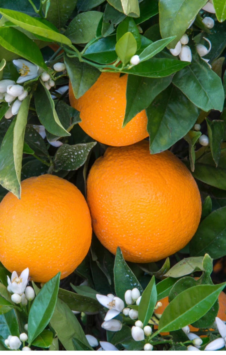 Glen Navel Orange Tree Grafted Citrus sinensis 1/2-Gallon Pot Florida Shipping