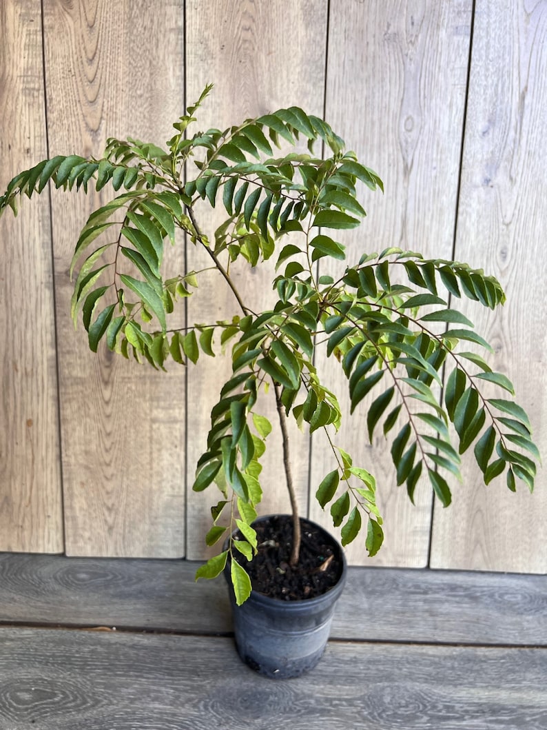 Curry Leaf Plant in 6" Pot | Murraya koenigii | Aromatic Culinary Herb for Gardens & Indoors