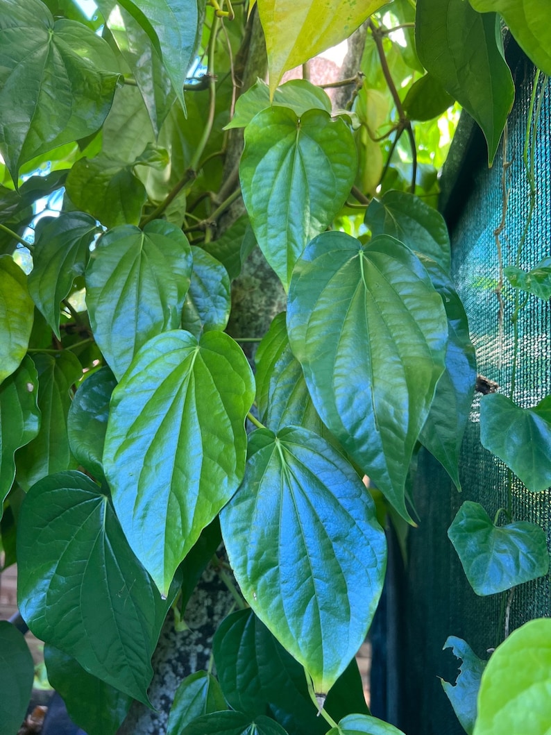 Betel Leaf Plant in 4" Pot, Piper Betel, Edible Vine for Traditional Remedies & Stomach Health