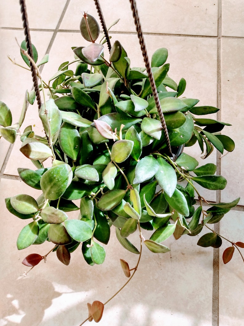 Hoya Plant Set - Small Hoya Burtoniae & Carnosa Rooted Cuttings - Easy Care Indoor Plants