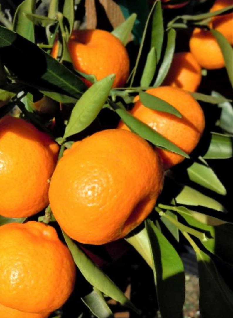 Grafted Kishu Mandarin Tree - Seedless Tangerine - Citrus reticulata - Half Gallon Pot - Indoor Outdoor Fruit Tree