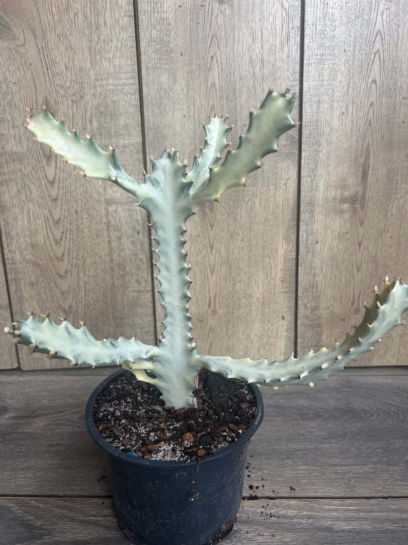 Rare Ghost Cactus in 6" Pot | White Variegated Euphorbia Lactea | Exotic Low-Maintenance Succulent Houseplant