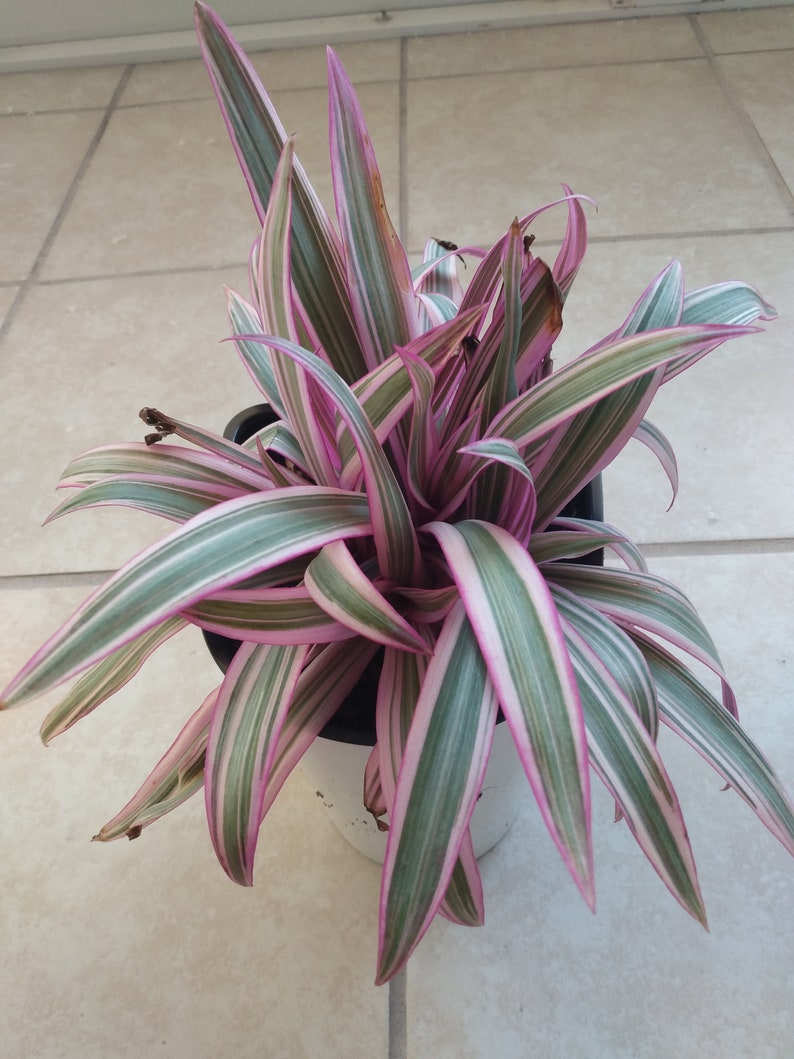 Tradescantia Spathacea Starter Plant with Free Cutting – Oyster Plant, Easy Care Houseplant, Vibrant Foliage, Warm Zones