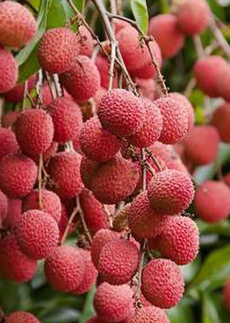 Lychee Tree in 3-Gallon Pot | Brewster Lychee | Litchi chinensis | Tropical Fruit Tree for Garden