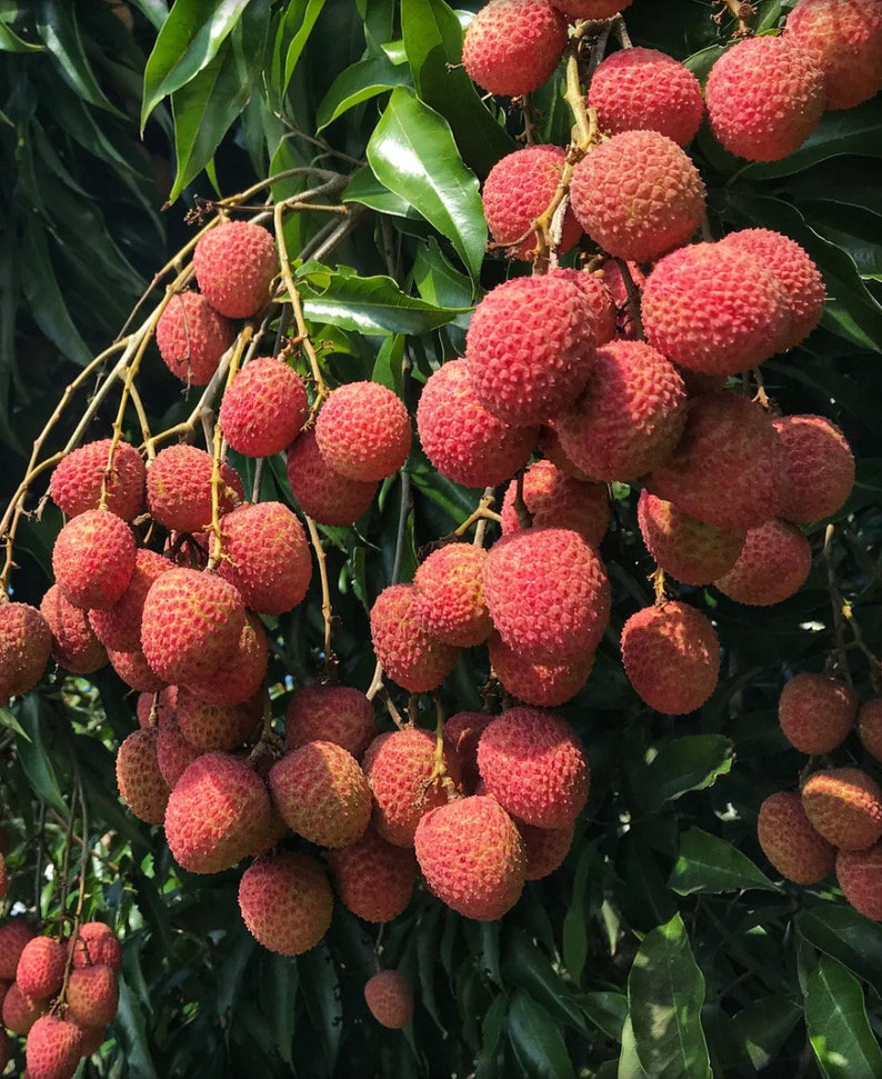Sweetheart Lychee Tree in 10" Pot - Air-Layered Litchi chinensis with Aromatic Fruit, 2-4 ft Tall
