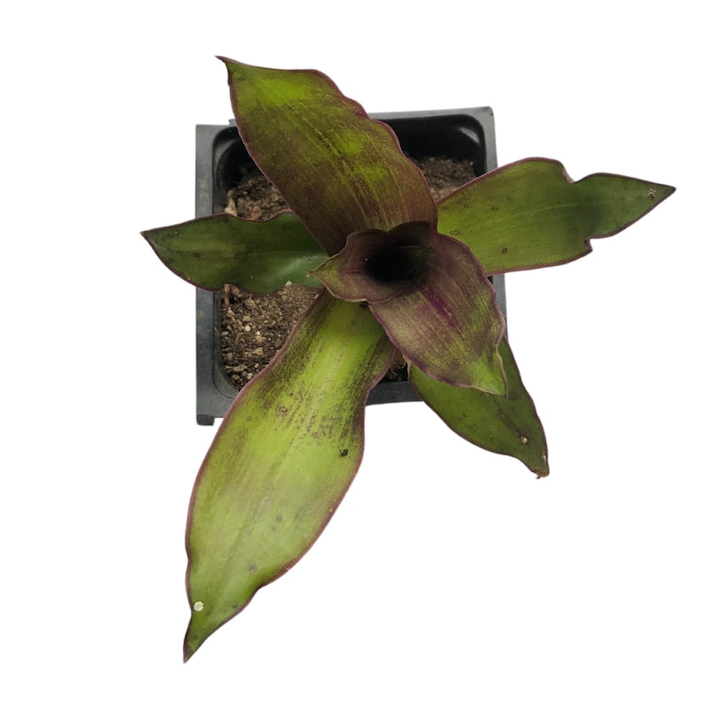 Organic Golden Tendril Plant Starter in 2.5-inch Pot, Callisia fragrans, Indoor Outdoor Basket Plant, Easy Care, Trailing, Pet Safe