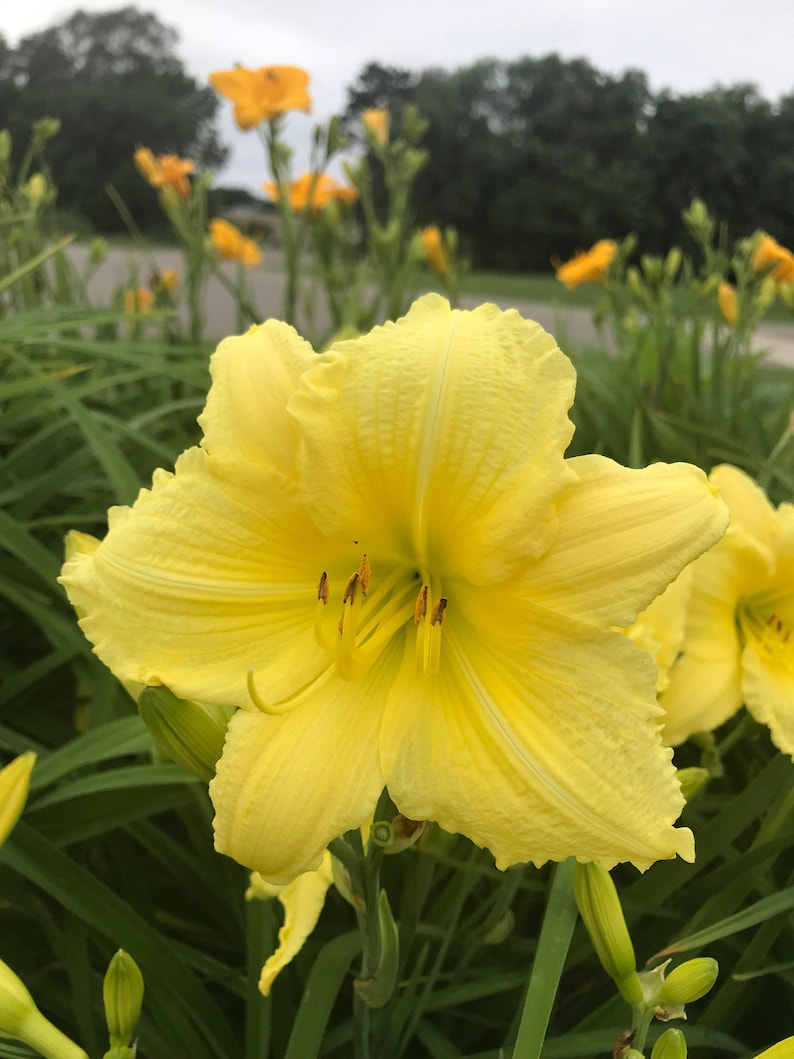 Daylily ‘Big Time Happy’ Bare Root Plants – Bright Yellow Reblooming Perennial Flowers for Summer Garden Beds