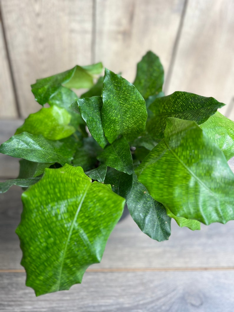Calathea Musaica Plant in 6" Pot | Network Calathea | Non-Toxic Indoor Houseplant | Easy Care | Calathea musaica