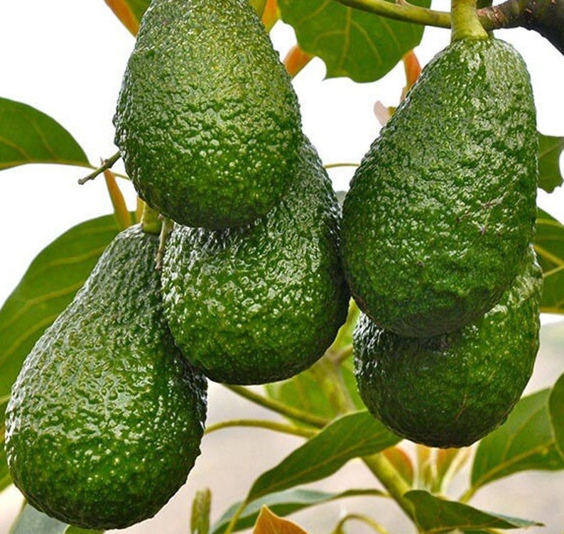 Grafted Hass Avocado Tree in 3-Gallon Pot for Home Garden, Persea americana, Perfect for Guacamole