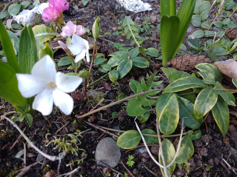 Variegated Vinca Minor Cuttings - 5 Live Periwinkle Clippings for Propagation, Groundcover with White Flowers