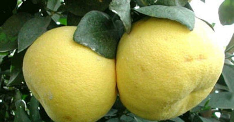Grafted Hirado Pummelo Tree 1/2 Gal Pot | Citrus maxima | Sweet & Tangy Fruit | Tropical Garden Plant