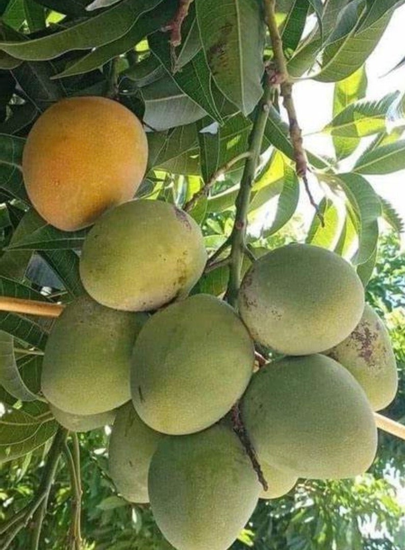 Fruit Punch Mango Tree Grafted 3-Gallon Pot, Hybrid Mango Mangifera indica, Tropical Fruit Tree