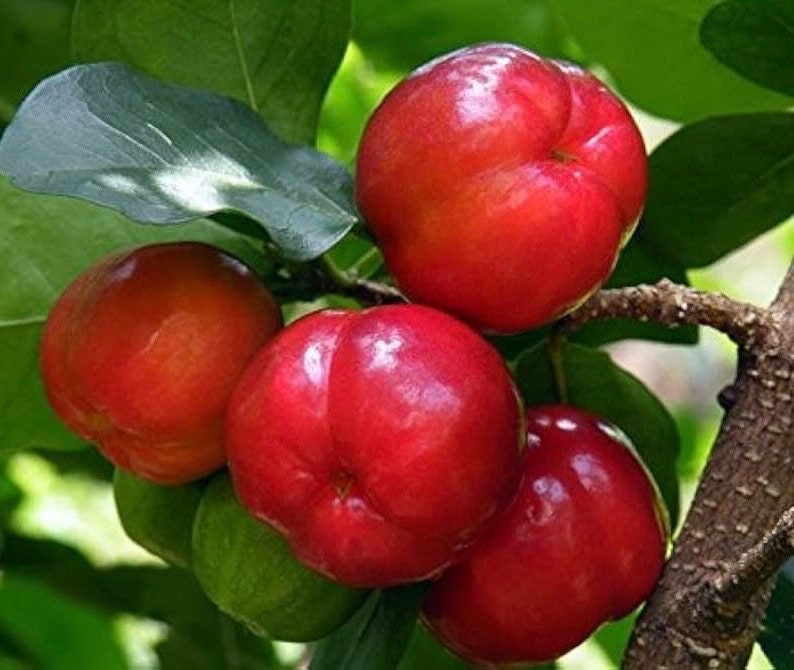 Acerola Cherry Plant in 4" Pot, Barbados Cherry, Malpighia emarginata, Vitamin C Rich, Juicy Crimson Fruits