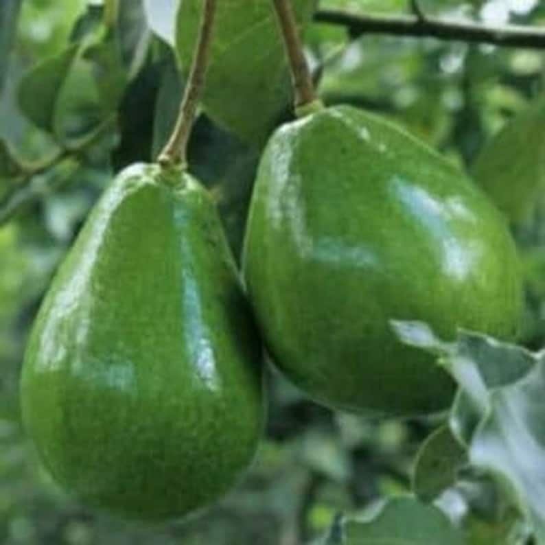 Black Princess Avocado Tree in 3-Gallon Pot, Cold Hardy Persea americana, Grafted, Full Sun, Zone 9-11