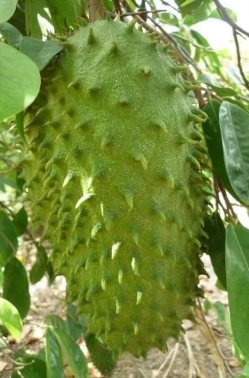 Soursop Tree 3-Gallon Pot, Annona muricata, Tropical Fruit Tree for Garden or Patio