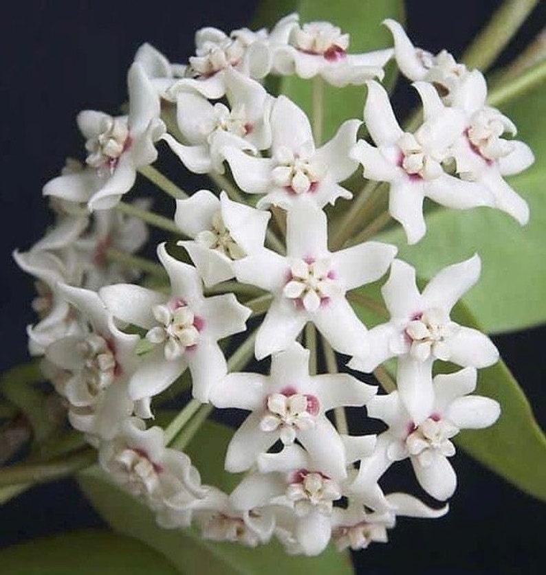 Hoya Australis Lisa Climbing Vine in 6" Pot, Fragrant Houseplant, Epiphytic Hoya, Hardy Indoor Plant, Pet Safe