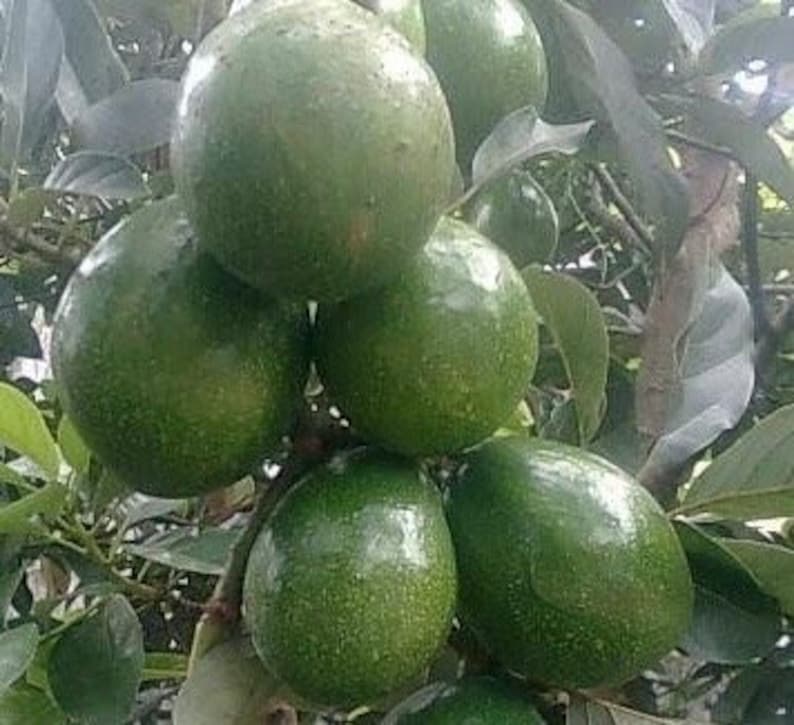 Grafted Marcus Pumpkin Avocado Tree 3 Gallon | Large Fruit Up to 3 lbs | Cold Hardy Persea americana