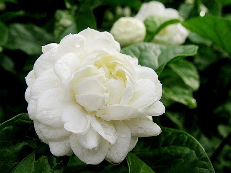 Jasmine Plant 10" Pot Grand Duke of Tuscany Jasminum sambac Fragrant Flowers Indoor Outdoor
