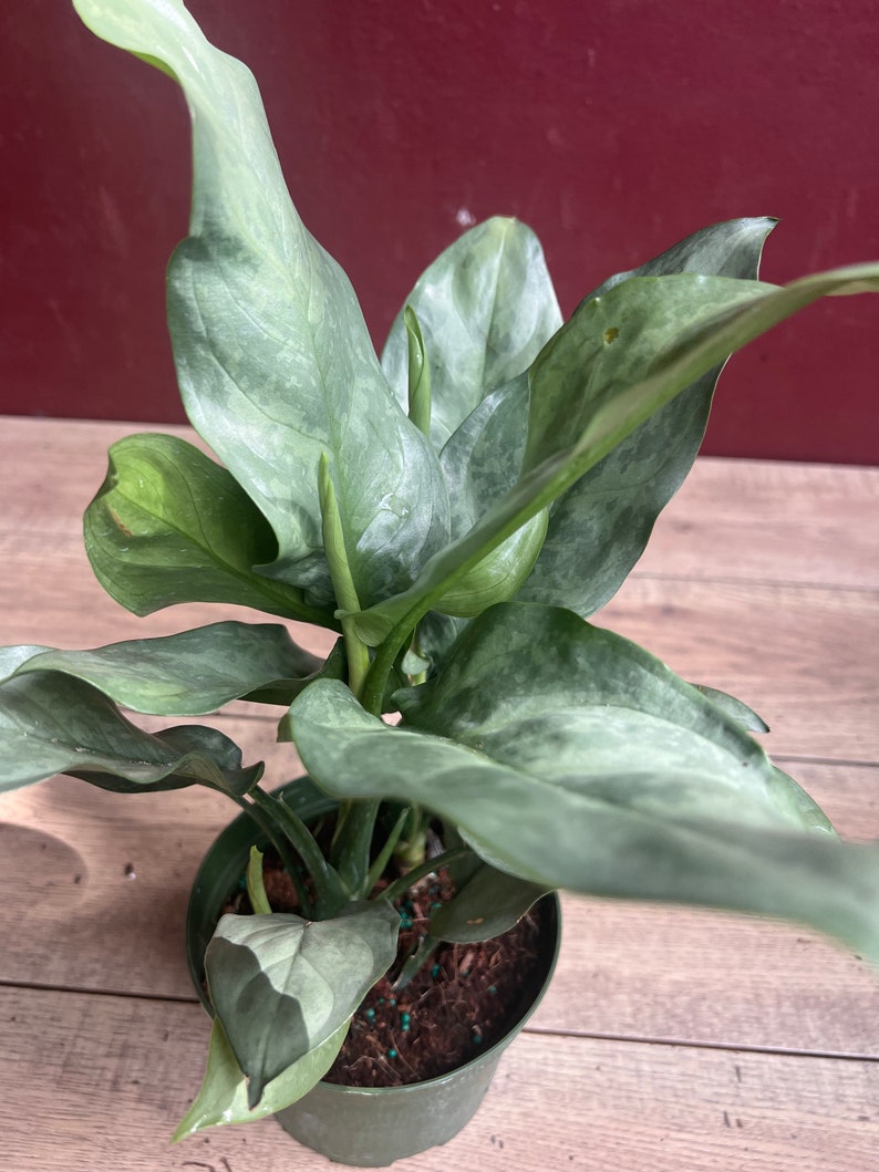 Aglaonema Ghost Plant in 6" Pot – Silver-Grey Foliage, Easy Care Houseplant, Aglaonema commutatum