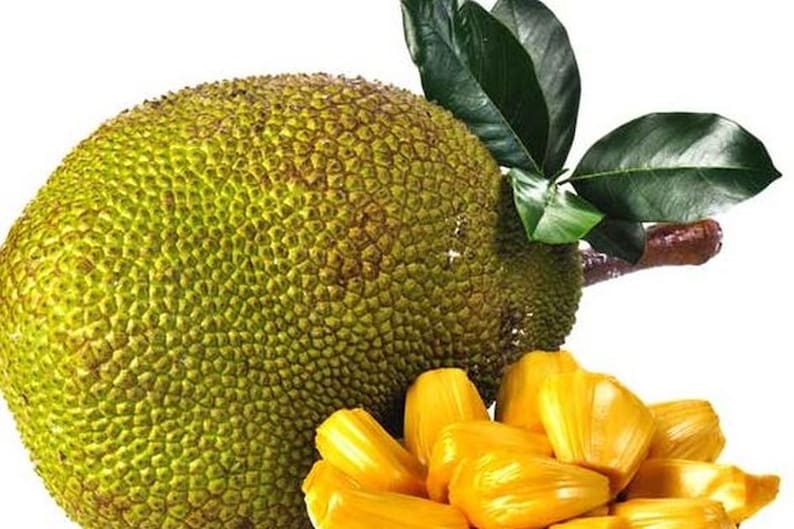 Golden Nugget Jackfruit Tree in 3-Gallon Pot, Grafted Artocarpus heterophyllus, Tropical Fruit Plant for Home Garden