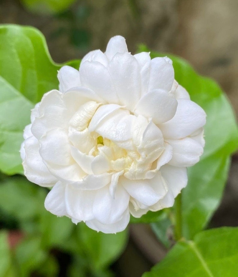 Jasmine Plant in 6" Pot | Grand Duke of Tuscany | Fragrant White Flowers | Jasminum sambac
