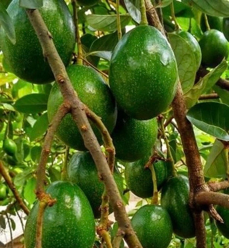 Grafted Simmonds Avocado Tree in 3-Gallon Pot, Persea americana, Home Garden, No Ship to CA & HI