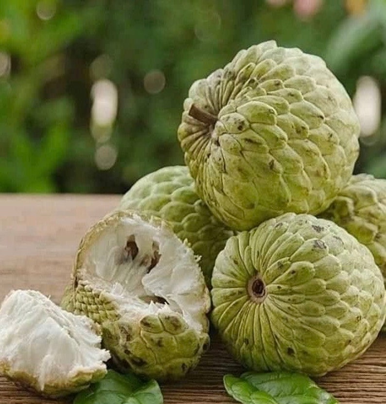 Sugar Apple Plant in 10" Pot, Annona squamosa, Tropical Fruit Tree for Home Garden & Container Growing